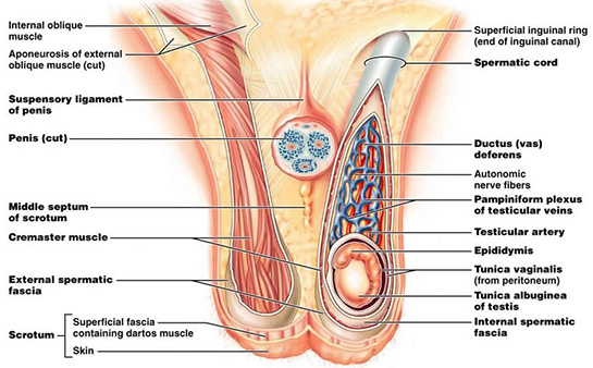 Retraktil Testis