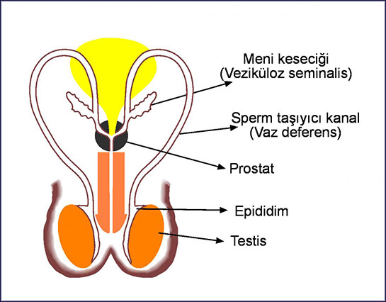 Testis Yaps